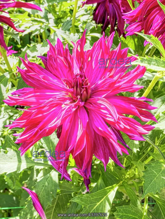 : Dahlia Bangkok Violet, flower : Dahlia Bangkok Violet, flower