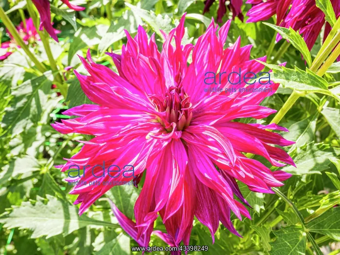 : Dahlia Bangkok Violet, flower : Dahlia Bangkok Violet, flower