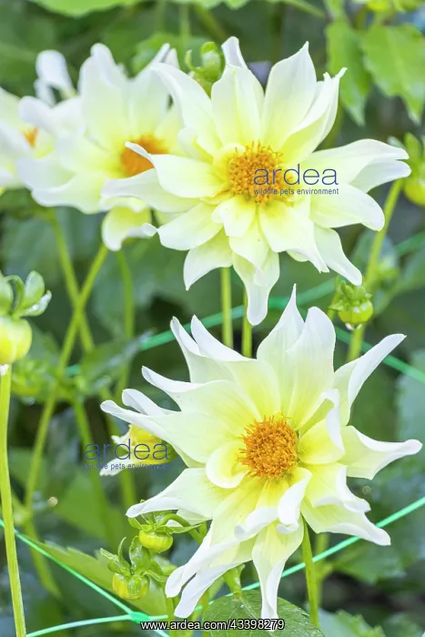 : Dahlia Bella Estrella, flowers : Dahlia Bella Estrella, flowers