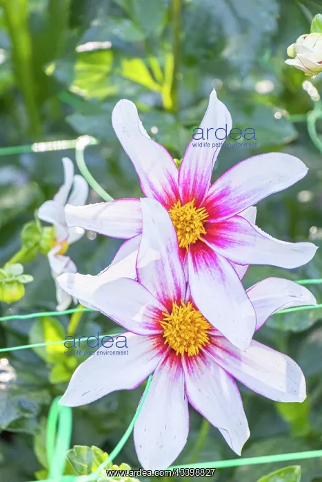 : Dahlia Bio Felicia Verver Export, flowers : Dahlia Bio Felicia Verver Export, flowers