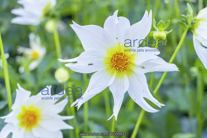 : Dahlia Bio Justice Verver Export, flower : Dahlia Bio Justice Verver Export, flower