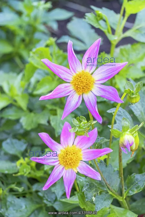 : Dahlia Bio Manche Libre Verver Export, flowers : Dahlia Bio Manche Libre Verver Export, flowers