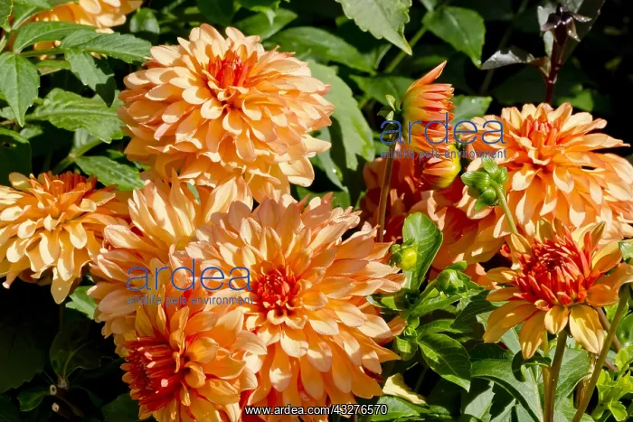 : Dahlia Birstonas in bloom in a garden : Dahlia Birstonas in bloom in a garden