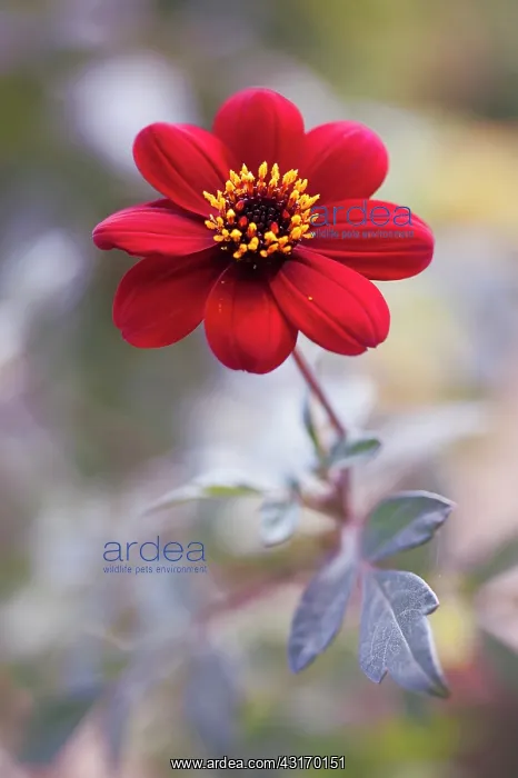 : Dahlia Bishop of Auckland, single red flower showing yello : Dahlia Bishop of Auckland, single red flower showing yello