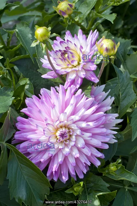 : Dahlia in bloom in a garden : Dahlia in bloom in a garden