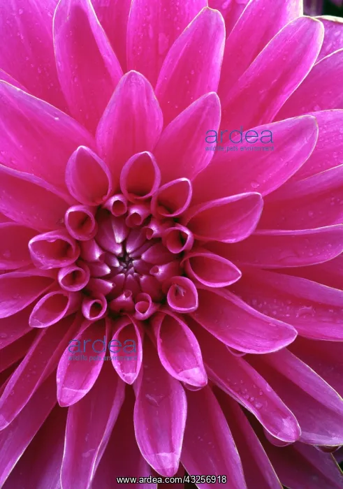 : Dahlia blossom, Manito Park, Spokane, Washington : Dahlia blossom, Manito Park, Spokane, Washington