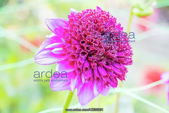 : Dahlia Blue Bayou Breeder : Dongen (NDL) 1998, flower : Dahlia Blue Bayou Breeder : Dongen (NDL) 1998, flower