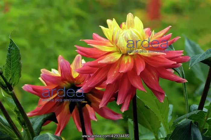 : Dahlia - Brandaris : Dahlia - Brandaris