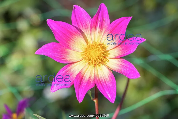 : Dahlia Bright Eyes Breeder: Gil (USA) 1981, flower : Dahlia Bright Eyes Breeder: Gil (USA) 1981, flower