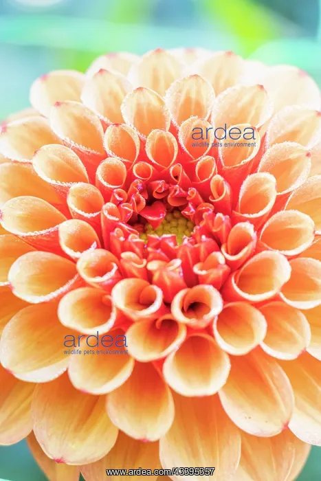 : Dahlia Brown Sugar, Breeder : De Mulder (NDL) 2024, flower : Dahlia Brown Sugar, Breeder : De Mulder (NDL) 2024, flower