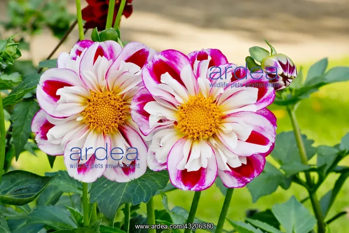 : Dahlia Bumble Rumble in bloom in a garden : Dahlia Bumble Rumble in bloom in a garden
