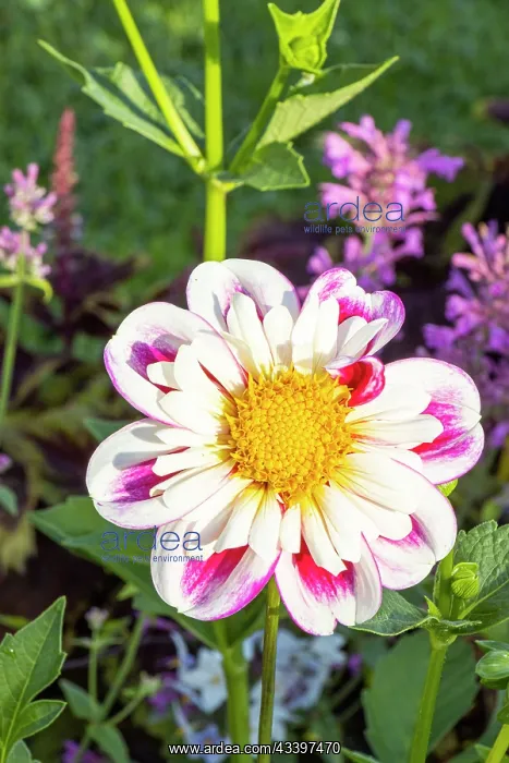 : Dahlia Bumble Rumble, flower : Dahlia Bumble Rumble, flower