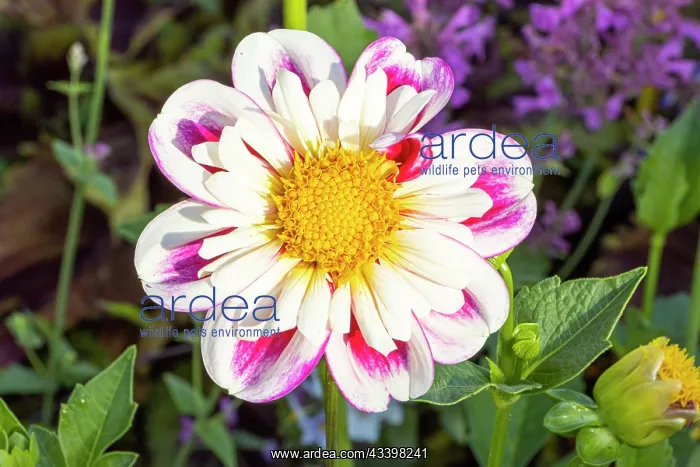 : Dahlia Bumble Rumble, flower : Dahlia Bumble Rumble, flower