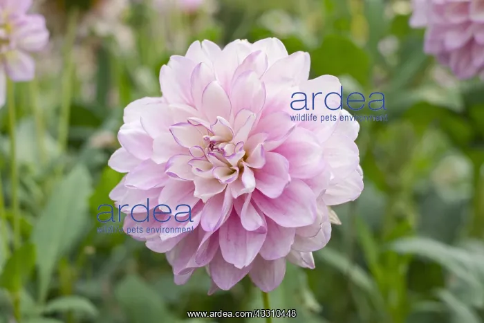 : Dahlia Carolina Moon - Norfolk UK : Dahlia Carolina Moon - Norfolk UK