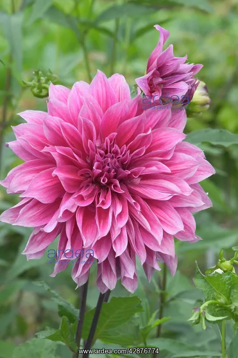  : Dahlia - close-up of flower