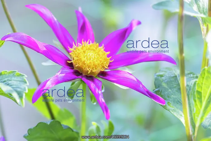 : Dahlia C'Nova Pourpre, Breeder : Beaumont (FRA) : Dahlia C'Nova Pourpre, Breeder : Beaumont (FRA)