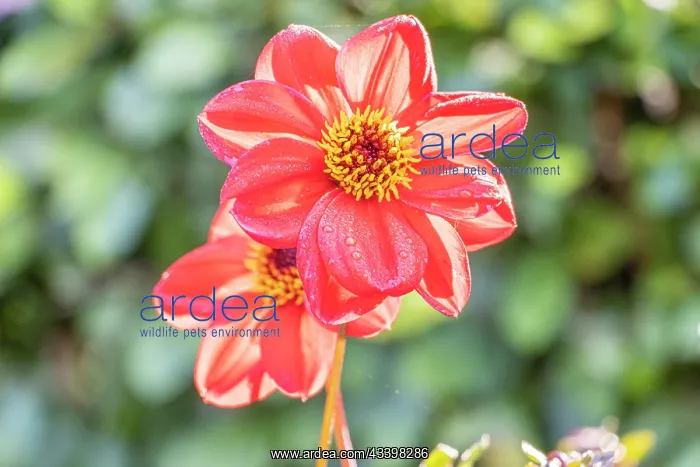 : Dahlia Coquette Verver Export, flowers : Dahlia Coquette Verver Export, flowers