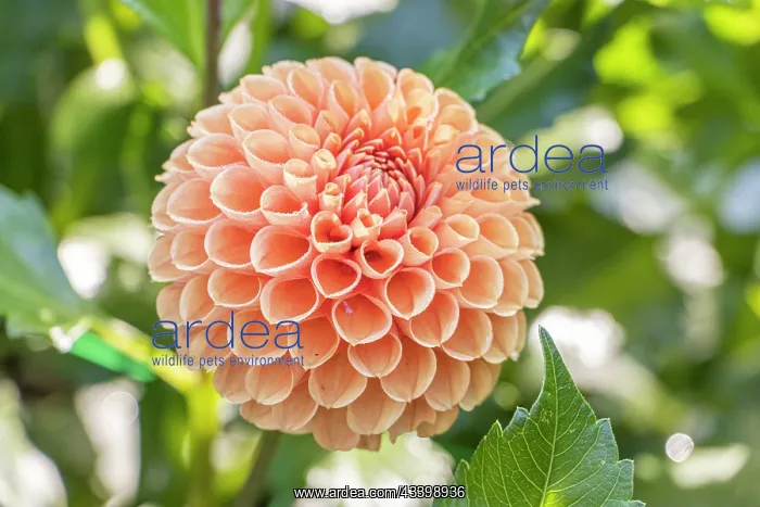 : Dahlia Cornel Brons Breeder : Smits (NDL) 2004, flower : Dahlia Cornel Brons Breeder : Smits (NDL) 2004, flower