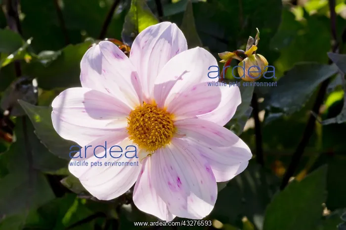 : Dahlia Cory in bloom in a garden : Dahlia Cory in bloom in a garden