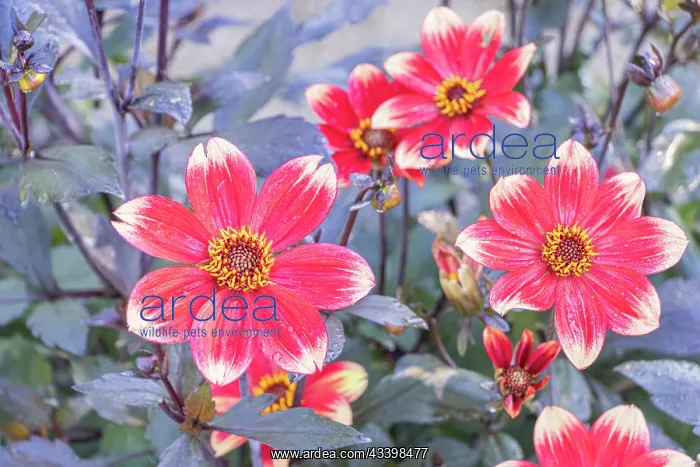 : Dahlia Dahlegria Bicolore Breeder: Verwer (NED) : Dahlia Dahlegria Bicolore Breeder: Verwer (NED)