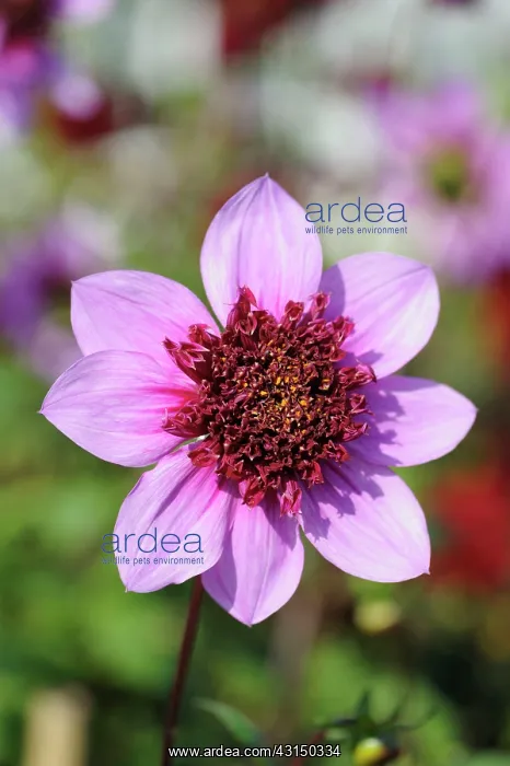 : Dahlia, Dahlia Blue Bayou, Front view of single pink colou : Dahlia, Dahlia Blue Bayou, Front view of single pink colou