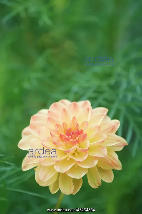 : Dahlia, Dahlia sp. blooming, garden flower : Dahlia, Dahlia sp. blooming, garden flower