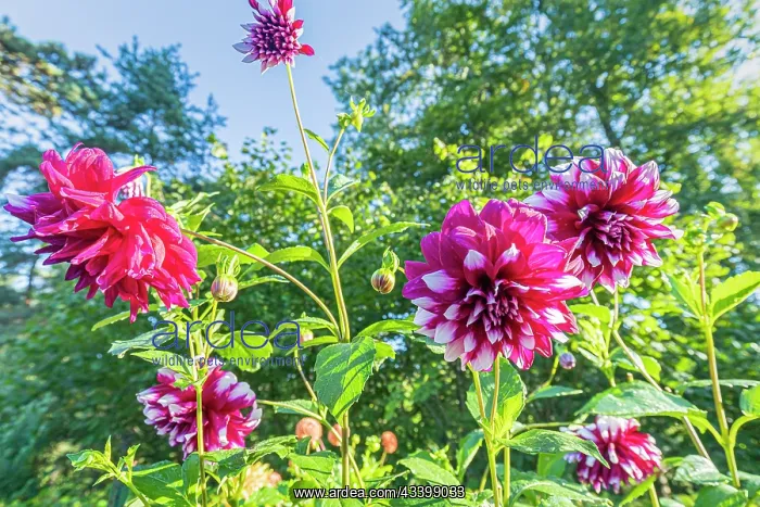 : Dahlia Deuil du Roi Albert, flowers : Dahlia Deuil du Roi Albert, flowers