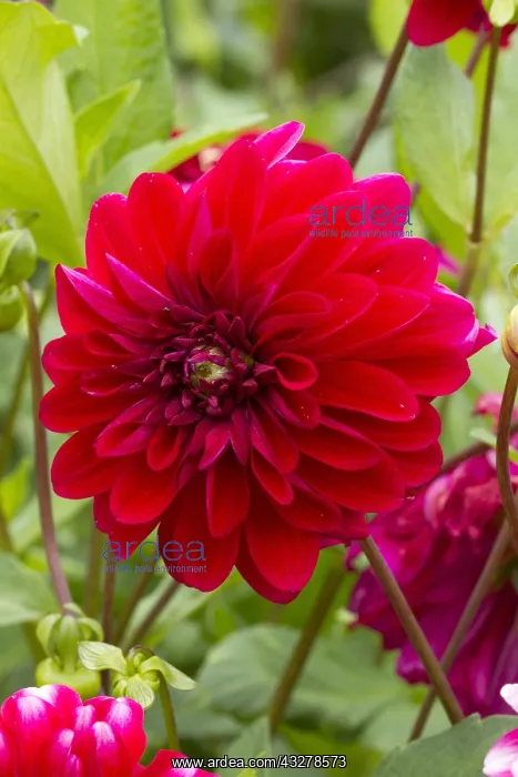 : Dahlia Diabolo : Dahlia Diabolo