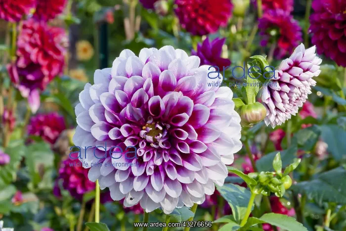 : Dahlia Edimbourg in bloom in a garden : Dahlia Edimbourg in bloom in a garden