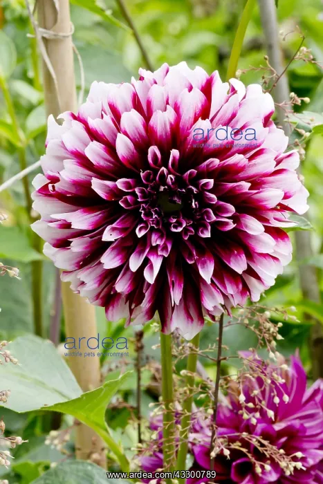  : Dahlia Edimbourg in bloom in a garden