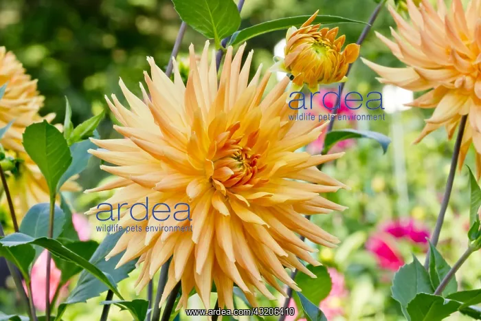 : Dahlia Embrace in bloom in a garden : Dahlia Embrace in bloom in a garden