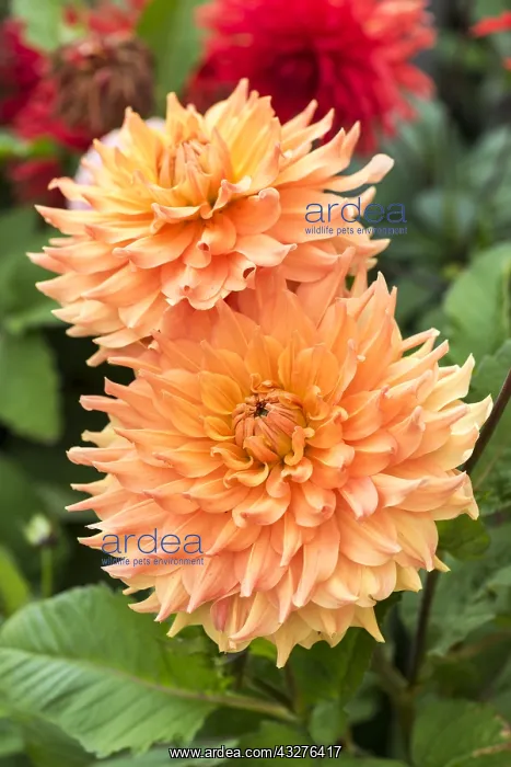 : Dahlia Embrace in bloom in a garden : Dahlia Embrace in bloom in a garden