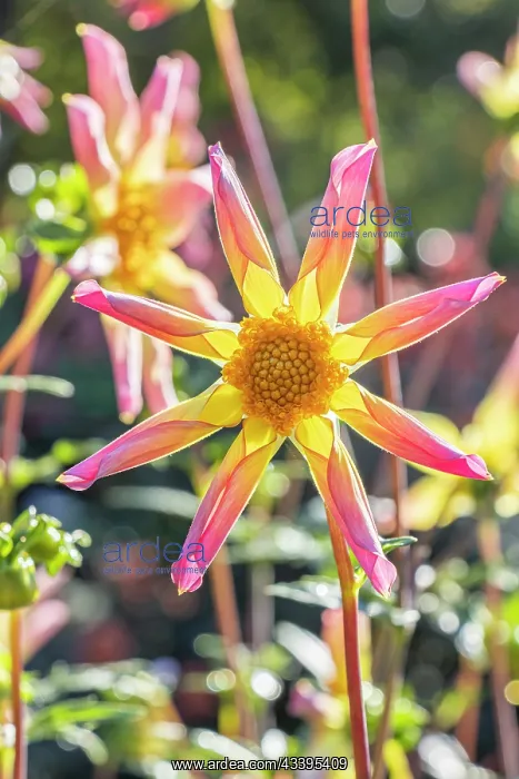 : Dahlia Etincelle, Breeder : Campus mstier nature : Dahlia Etincelle, Breeder : Campus mstier nature