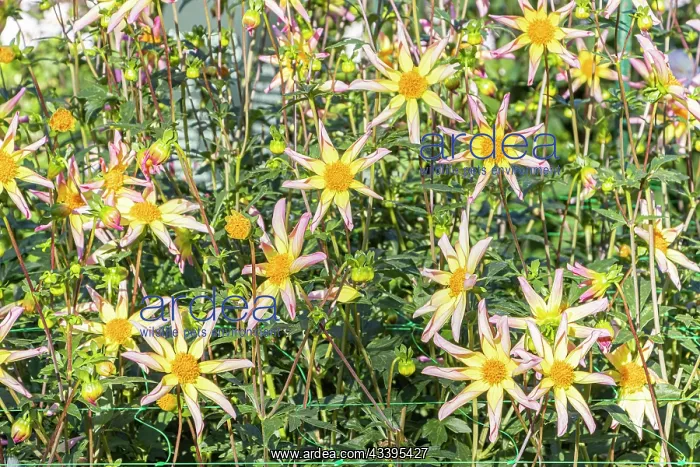 : Dahlia Etincelle, Breeder : Campus mstier nature : Dahlia Etincelle, Breeder : Campus mstier nature