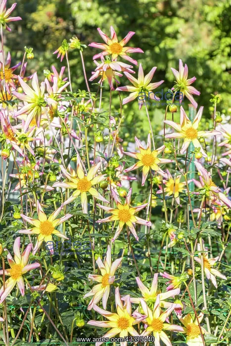 : Dahlia Etincelle, Breeder : Campus mstier nature : Dahlia Etincelle, Breeder : Campus mstier nature