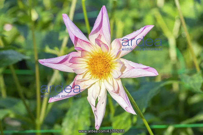 : Dahlia Fancy Pants, Breeder : Ller (USA) 2012, flower : Dahlia Fancy Pants, Breeder : Ller (USA) 2012, flower