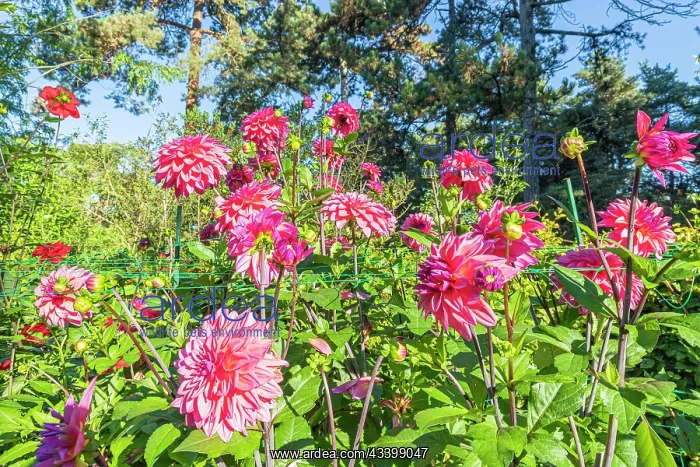 : Dahlia Feline Yvonne, flowers : Dahlia Feline Yvonne, flowers