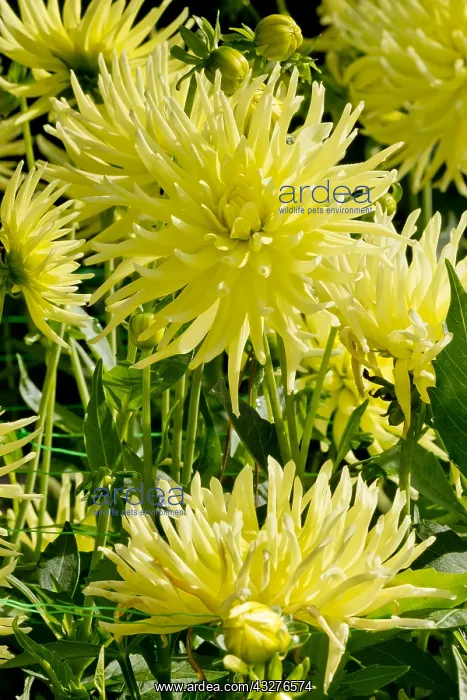 : Dahlia Ferncliff Lemon Aura in bloom in a garden : Dahlia Ferncliff Lemon Aura in bloom in a garden