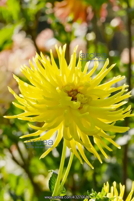 : Dahlia Ferncliff Lemon Aura in bloom in a garden : Dahlia Ferncliff Lemon Aura in bloom in a garden