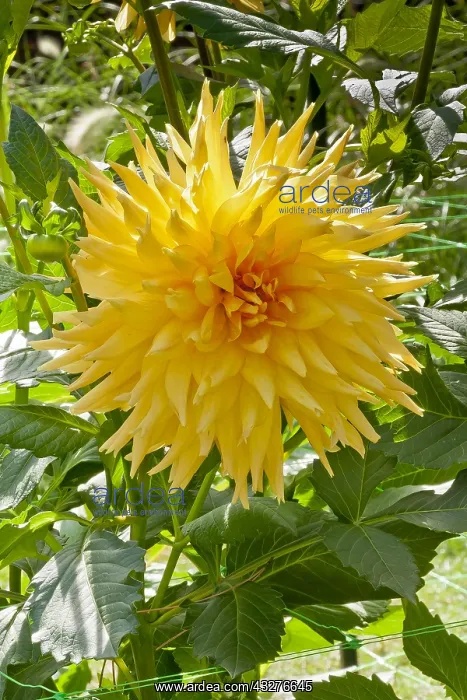 : Dahlia Flamina in bloom in a garden : Dahlia Flamina in bloom in a garden