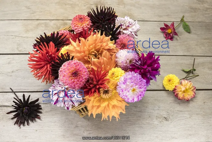 : Dahlia flowers in a basket : Dahlia flowers in a basket