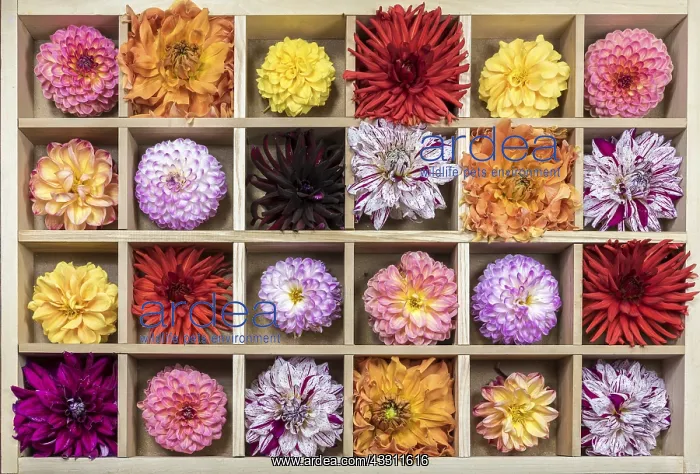 : Dahlia flowers in a wooden tray : Dahlia flowers in a wooden tray
