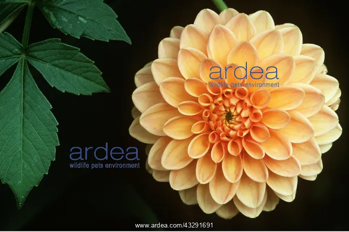 : DAHLIA Frank Hornsey'- flower : DAHLIA Frank Hornsey'- flower