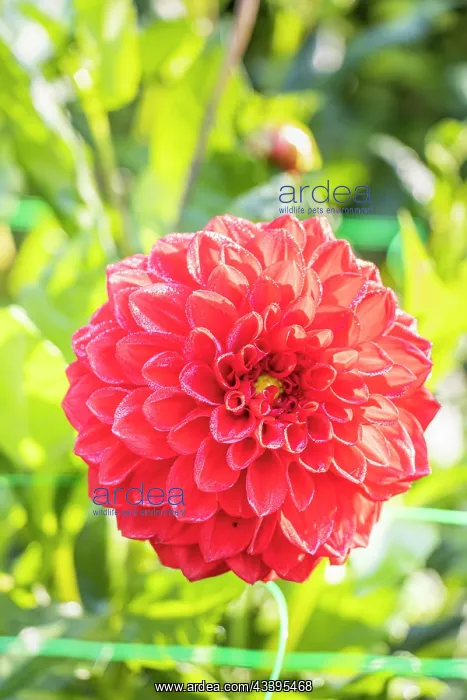 : Dahlia Freda Rita, flower : Dahlia Freda Rita, flower
