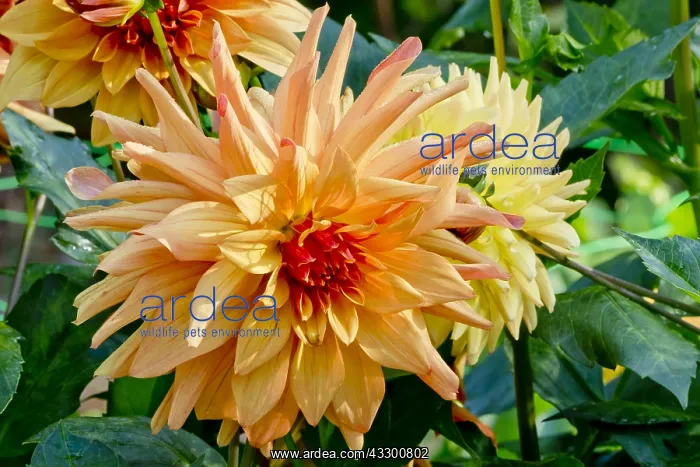 : Dahlia French Cancan in bloom in a garden : Dahlia French Cancan in bloom in a garden