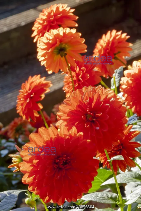 : Dahlia Gallery Valentin in bloom in a garden : Dahlia Gallery Valentin in bloom in a garden