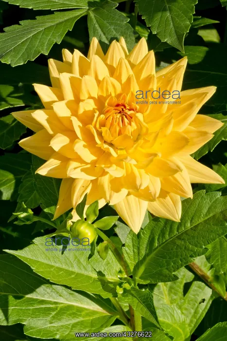 : Dahlia Glorie of Noordwijk in bloom in a garden : Dahlia Glorie of Noordwijk in bloom in a garden