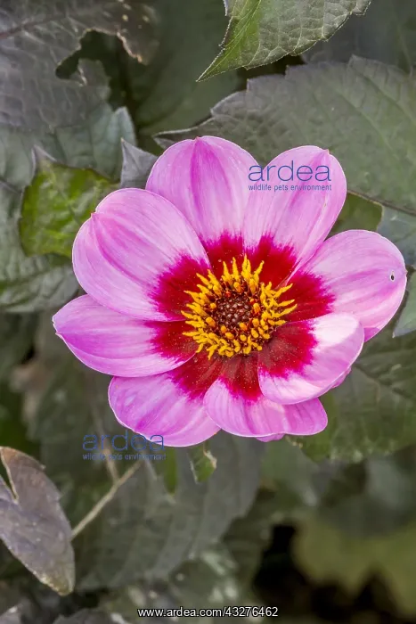 : Dahlia Happy Single Wink in bloom in a garden : Dahlia Happy Single Wink in bloom in a garden