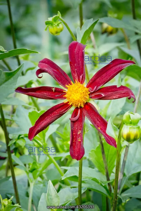 : Dahlia Honka Black in bloom in a garden : Dahlia Honka Black in bloom in a garden