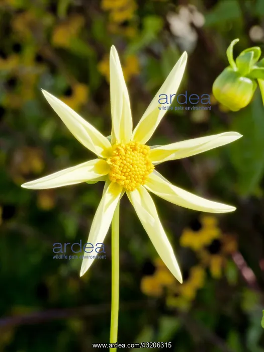 : Dahlia Honka in bloom in a garden : Dahlia Honka in bloom in a garden
